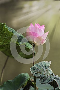 Beautiful pink waterlily or lotus flower