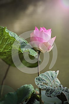 Beautiful pink waterlily or lotus flower