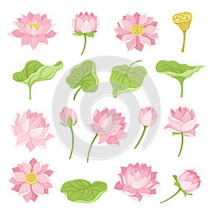 Beautiful Pink Waterlily or Lotus Flower Big Vector Set