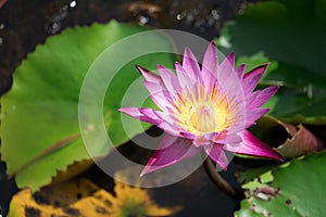 Beautiful pink waterlily or lotus flower blooming and leaf in morning summer tropical on water surface pond.