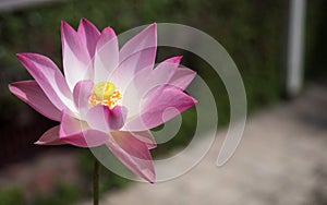 Beautiful pink waterlily or lotus flower is complimented