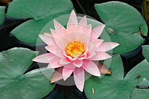 Beautiful pink waterlily or lotus flower in pond