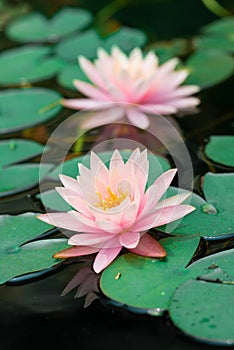 Beautiful pink waterlily or lotus flower in pond