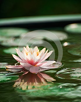 Beautiful pink waterlily or lotus flower in pond