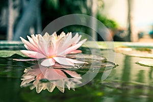 Beautiful pink waterlily or lotus flower in pond