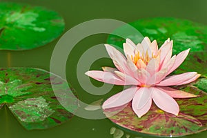 Beautiful pink waterlily or lotus flower in pond