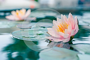 Beautiful pink waterlily or lotus flower in pond