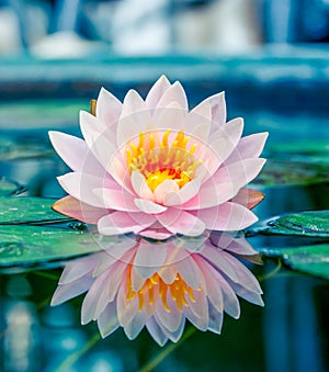 Beautiful pink waterlily or lotus flower in pond