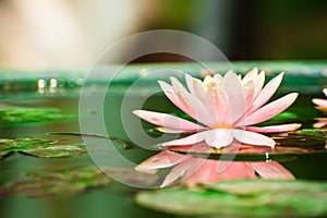 Beautiful pink waterlily or lotus flower in pond