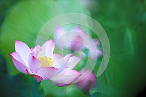 Beautiful pink waterlily or lotus flower in pond