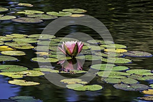 Beautiful pink waterlily or lotus flower in pond with beauty green leaf.