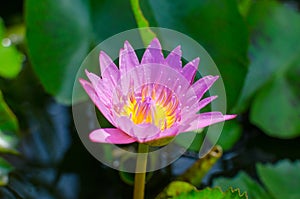 A beautiful pink waterlily or lotus flower in pond with bee