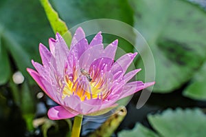 A beautiful pink waterlily or lotus flower in pond with bee