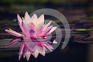 Beautiful pink waterlily - lotus flower in pond. Nymphaea,Waterlily