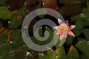 Beautiful pink waterlily or lotus flower on the water in pond.