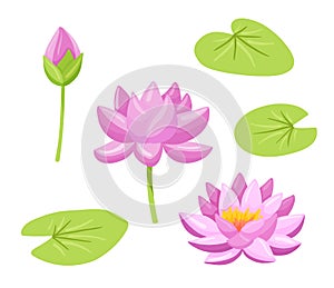 Beautiful pink waterlily or lotus flower on white. Vector cartoon illustration. Set of flowers and leaves.