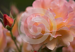 Beautiful pink westerland rose photo