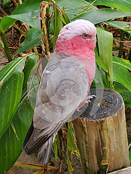 A beautiful pink and white bird of Eastern Galah, with scientific name Eolophus roseicapilla