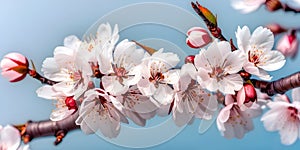 Beautiful pink white cherry blossom branch on blue sky background