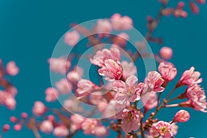 Beautiful Pink white Cherry blossom flowers tree branch in garden with blue sky, Sakura. natural winter spring background.