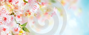 Beautiful pink and white cherry flowers on  blurred light background. Spring floral background with copy space