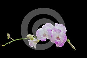 Beautiful pink-white color orchids on black background