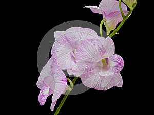 Beautiful pink-white color orchids on black background