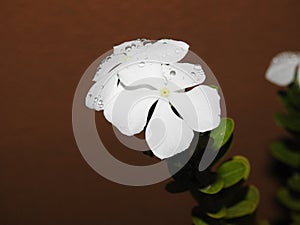 Beautiful pink or white color Periwinkle Madagascar flower in a plant with nature background