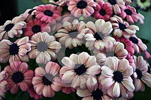 Beautiful pink and white common daisy or bellis perennis flowers.