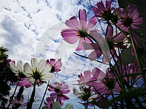 Beautiful pink and white cosmos flower againt blue sky in the fresh sunshine day.