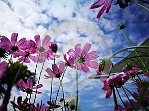 Beautiful pink and white cosmos flower againt blue sky in the fresh sunshine day.