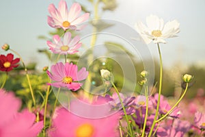Beautiful Pink and White Cosmos flowers or daisy under sunlight in garden with blue sky background in Vintage color tone style or