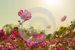 Beautiful Pink and White Cosmos flowers or daisy under sunlight in garden with blue sky background in Vintage color tone style or