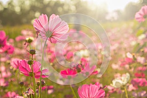 Beautiful Pink and White Cosmos flowers or daisy under sunlight in garden with blue sky background in Vintage color tone style or