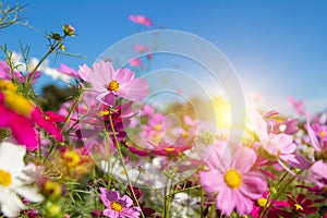 Beautiful Pink and White Cosmos flowers in garden with blue sky background in Vintage color tone style or pastel retro, selective