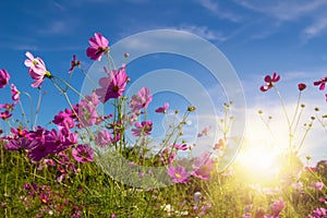 Beautiful Pink and White Cosmos flowers in garden with blue sky background in Vintage color tone style or pastel retro, selective