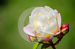 Beautiful pink white cream rose blossom flower in a spring season at a botanical garden.