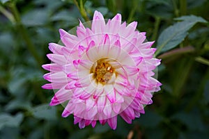 Beautiful pink and white dahlia flower at full bloom