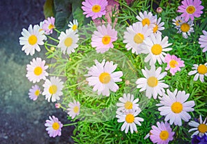Beautiful pink and white daisy or chamomile flowers blooming in a sunny day with soft pastel color filter and vintage style