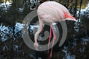 Beautiful pink and white flamingo standing and drinking water at a lake or outdoor pond. Wild animals kept prisoners behind bars