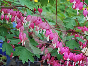 Bleeding Heart branch with flowers