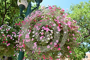 Beautiful pink and white flowers hanging from lamp post