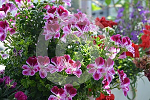 Beautiful pink-and-white flowers of pelargonium grandiflorum. Blooming garden on the balcony