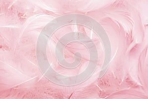 Beautiful Pink and White Fluffly Feathers Texture Vitage Background. Swan Feathers