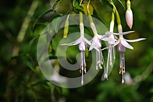 Beautiful pink white fuchsia flower.