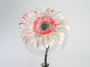 Beautiful pink and white gerbera daisy flower isolated on white background