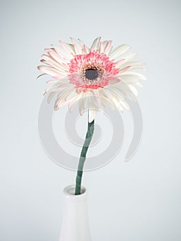 Beautiful pink and white gerbera daisy flower isolated on white background