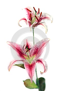 Beautiful pink and white iris isolated on white background