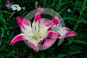 Beautiful pink-white Lilies Latin: Lilium in garden on green leaves background. Flowers closeup. Precise selective focus