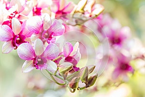 Beautiful pink and white orchid, Dendrobium.